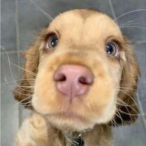 Meet your Posher, Lainey